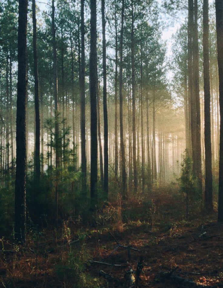 Landscape photo of a forest of trees in the New Forest.