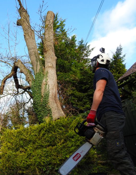 A tree care specialist about to work on a tree.