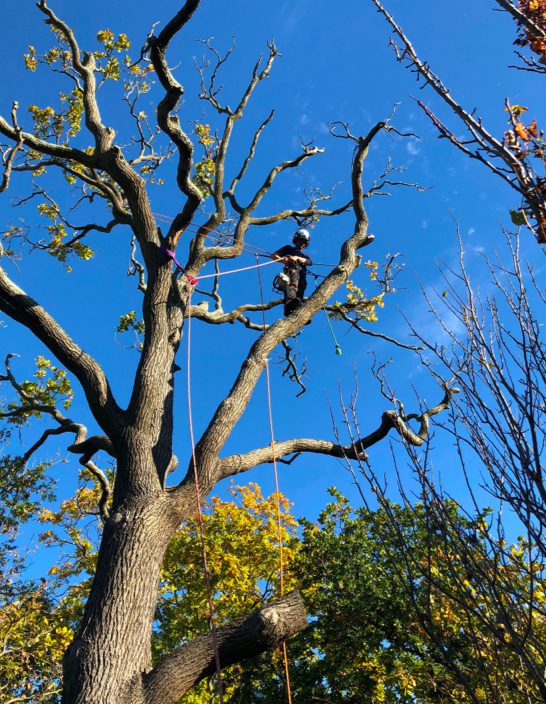 Westbeam tree surgeons working in Hampshire.